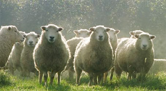 Whiteface Dartmoor Sheep